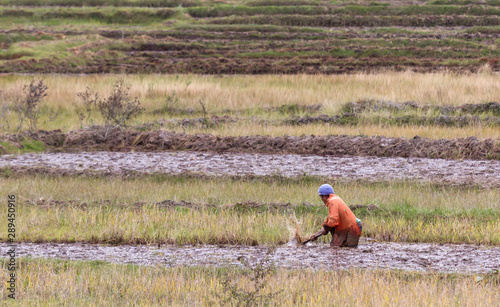 Single man working on a field in Madagascar photo