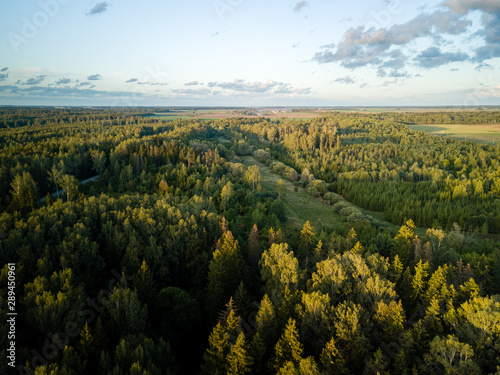 Aerial view of forest with sunset light hitting tree tops
