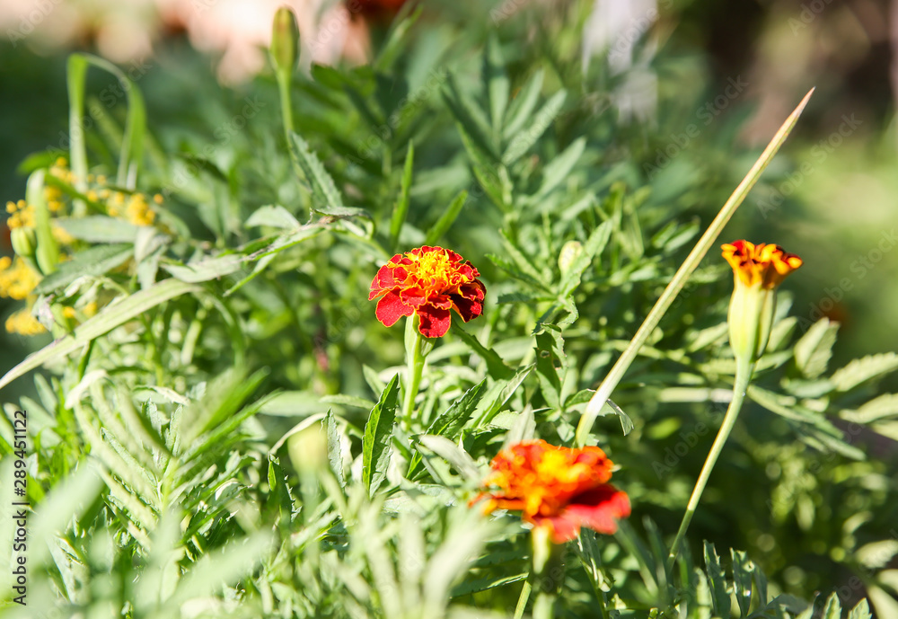 Tagetes flower outdoors. Green plants in the garden.