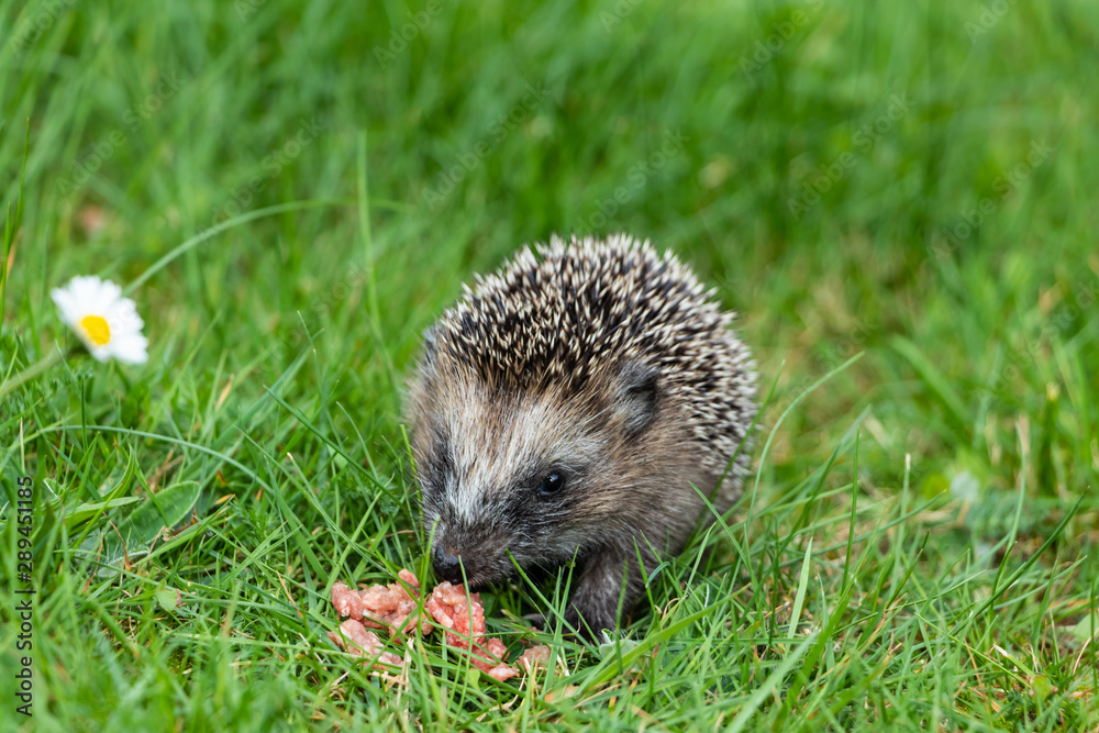 kleiner Igel wird im Garten gefüttert kleiner Igel wird im Garten gefüttert