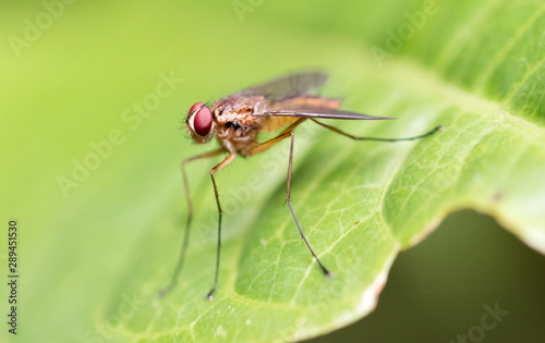 Fly sitting on a green leaf