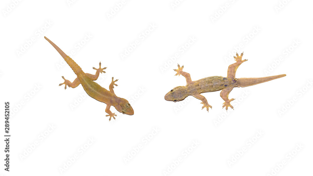 Naklejka premium House lizard isolated white backgrouond.