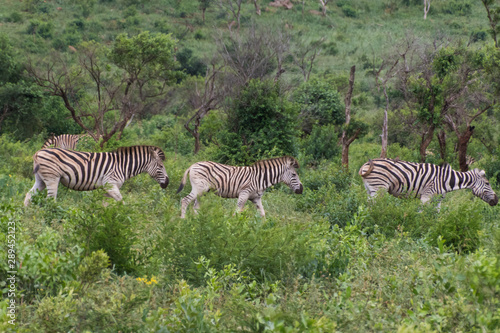 Zebra-Z  bre  Equus   kwazulu natal  south africa.