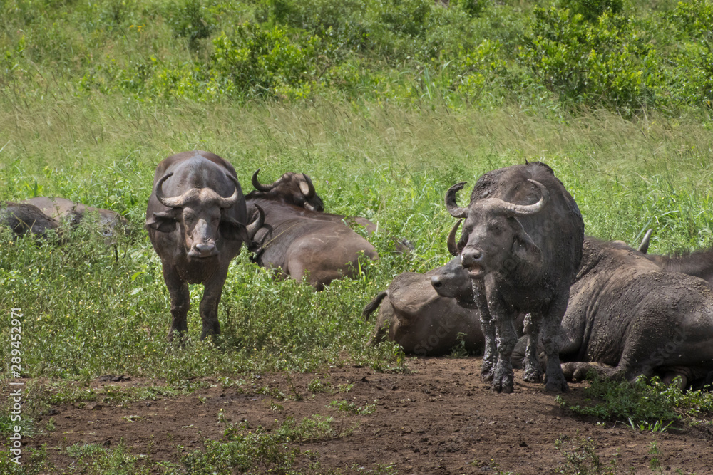 African buffalo-buffle d'Afrique (Syncerus caffer), South Africa. African buffalo-buffle d'Afrique (Syncerus caffer), South Africa.