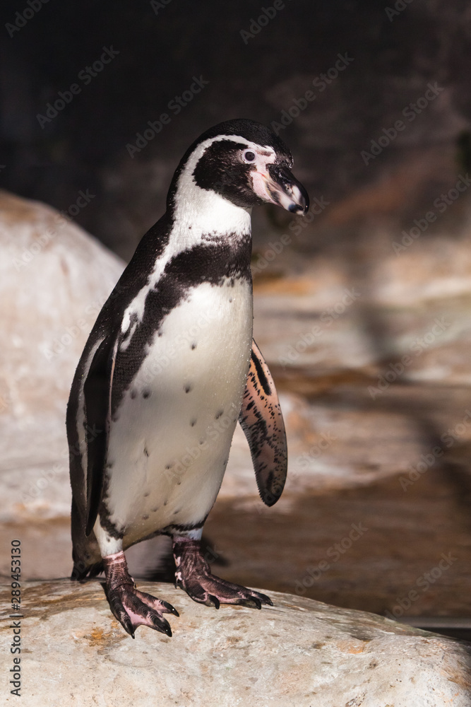 Naklejka premium penguin close-up stands on a rock illuminated by the sun, a beautiful and touching bird of South America