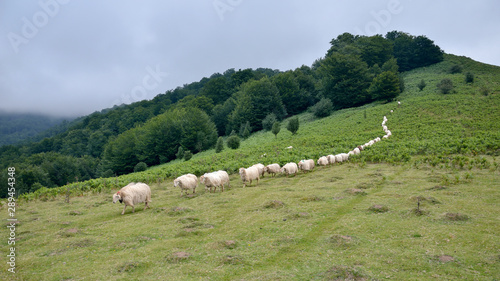 Herd of sheep running down a hill in line.