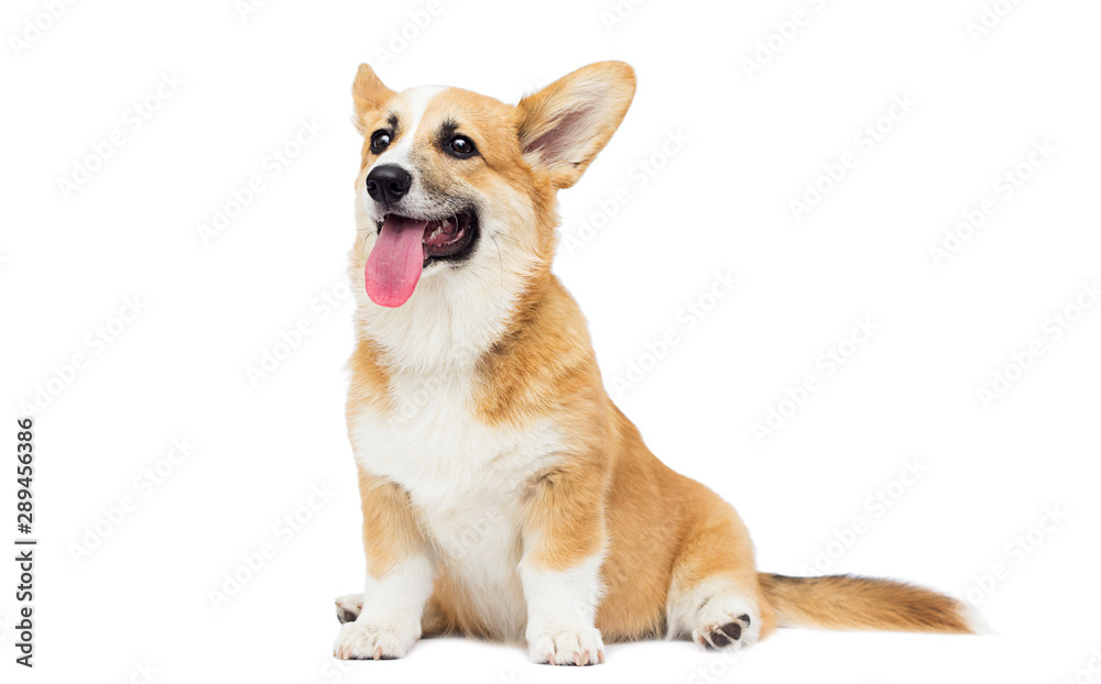 puppy on a white isolated background, breed Welsh Corgi