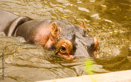 Hippopotamus swims in a swamp
