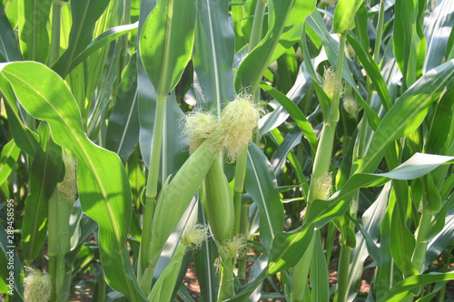 Fresh green corn cobs on plant growing in the field. Corn field on summer in northern Italy