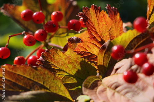 autumn leaves and berries