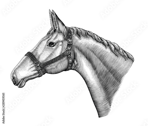 Illustration of horse head hand draw vintage engraving style black and white clip art isolated on white background