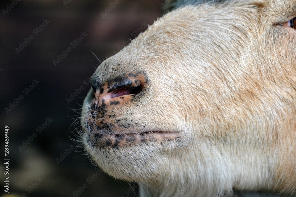 Fototapeta premium Closeup of a goat's nose and mouth