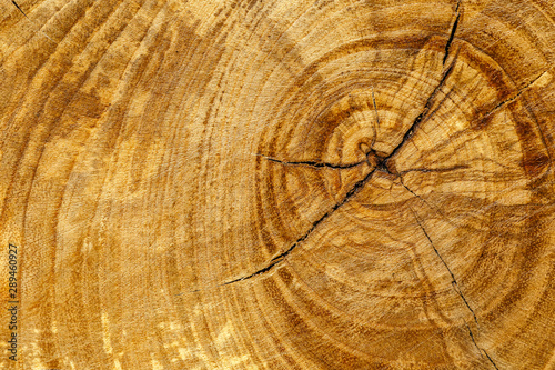 Stump of oak tree felled - section of the trunk with annual rings. Slice wood.Wooden background.Macro wood cross section.