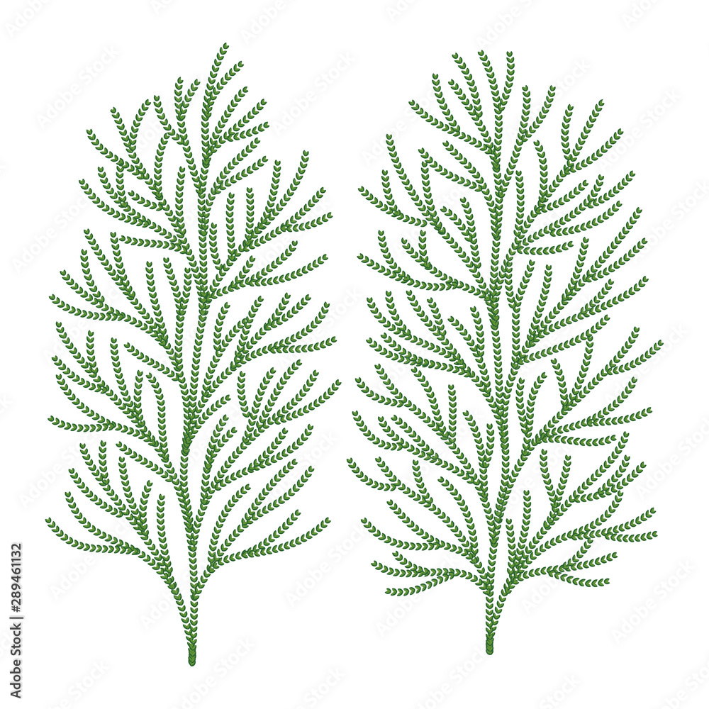 ヒバの木の葉っぱ ベクター イラスト