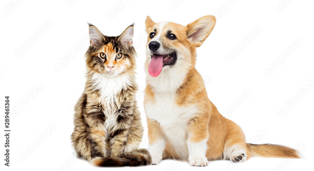 puppy and kitten on a white isolated background
