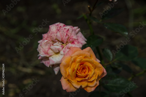 A rose flower grows in a garden  a yellow and pink rose blooms on a bush