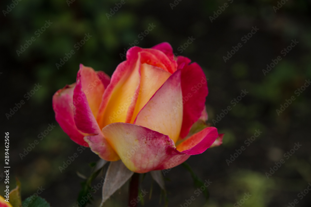Opened bud, middle yellow rose flower with pink edges