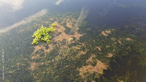 Water plants growing under and above the surface, lake Toho Kissimmee Florida. photo