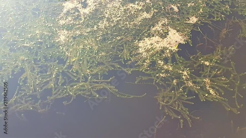 Water plants growing under water in lake Toho, Kissimmee Florida. photo