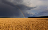 natural beautiful landscape with blue stormy sky with clouds and bright rainbow over field of Golden ripe ears of wheat