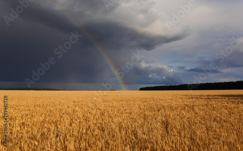 natural beautiful landscape with blue stormy sky with clouds and bright rainbow over field of Golden ripe ears of wheat