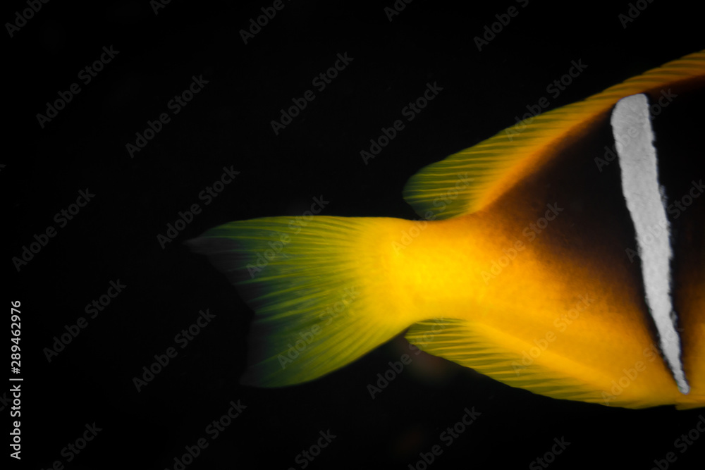 Anemone Fish Anemone Fish
