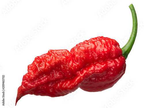 Cuadro en lienzo Bhut Jolokia ghost pepper c. chinense, paths