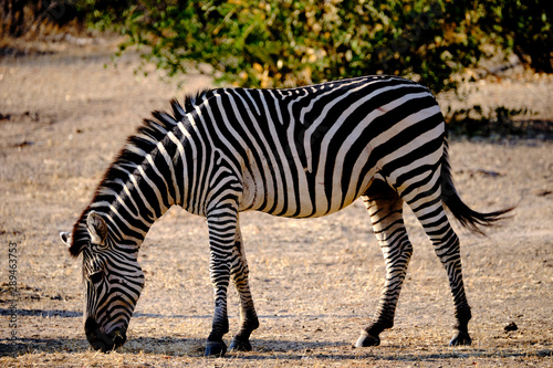 Zebras in Mana Pools National Park, Zimbabwe