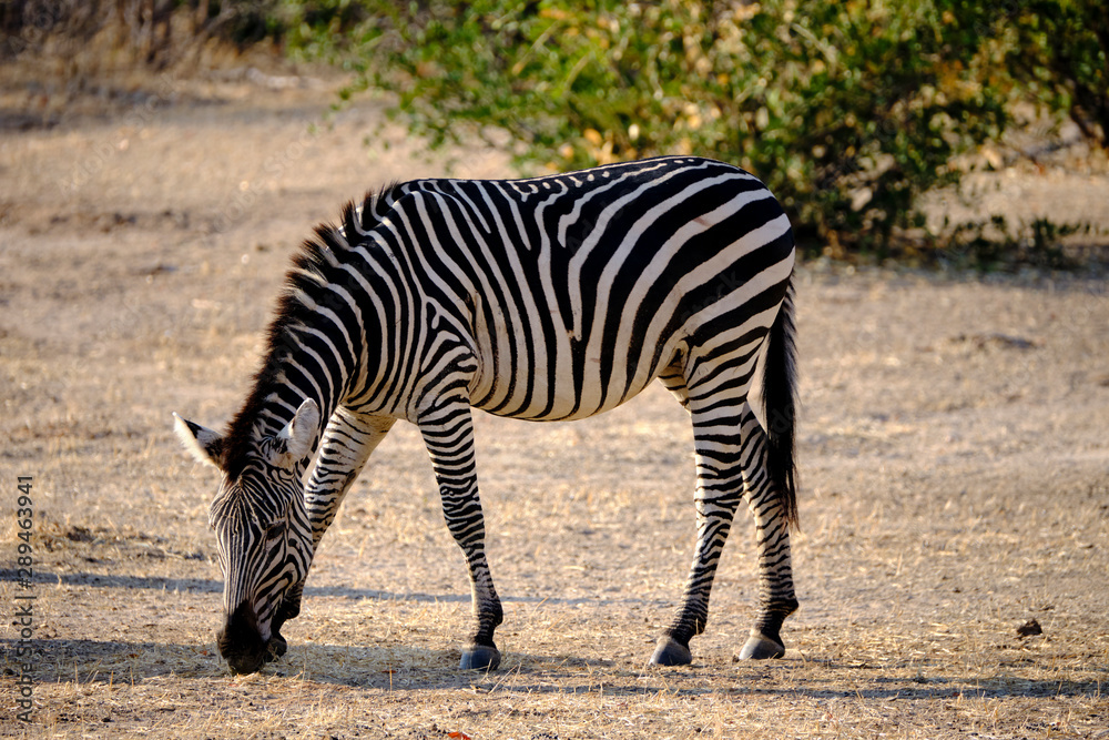Zebras in Mana Pools National Park, Zimbabwe Zebras in Mana Pools National Park, Zimbabwe