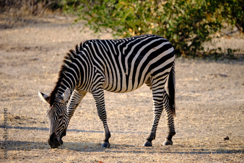 Zebras in Mana Pools National Park, Zimbabwe