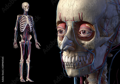 Human skull close up with full skeletal and cardiovascular systems. photo