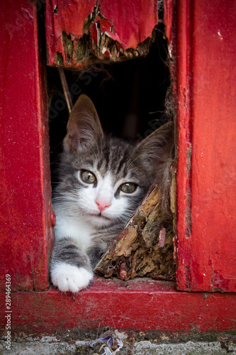 Little cat in the street