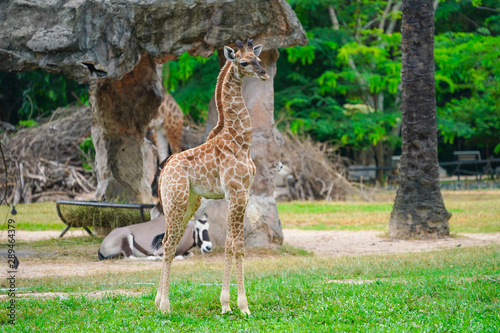Photography giraffe in the zoo