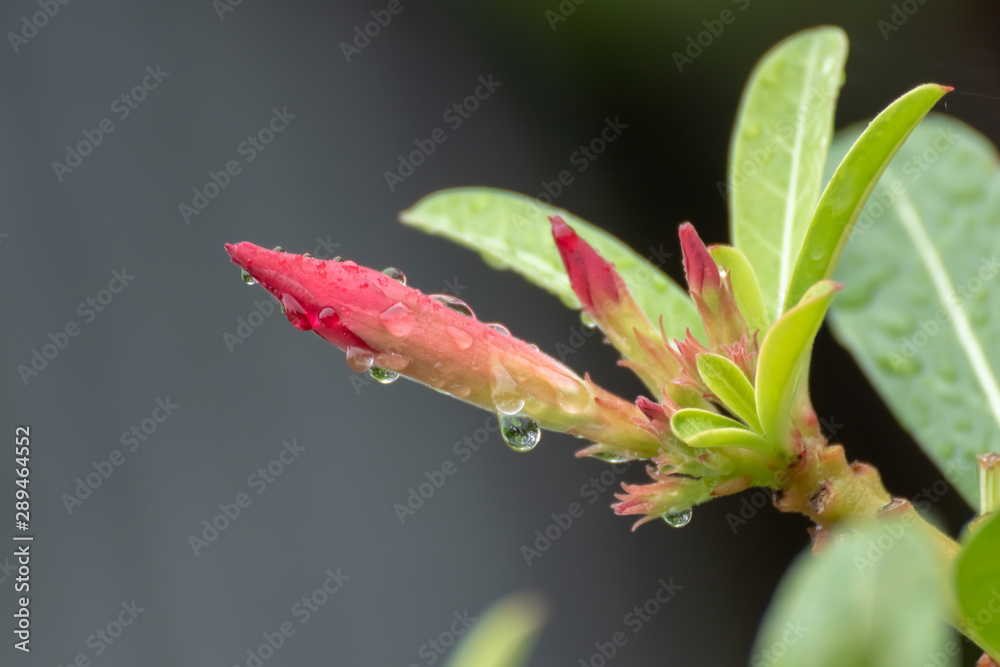 red flower with drop of water red flower with drop of water