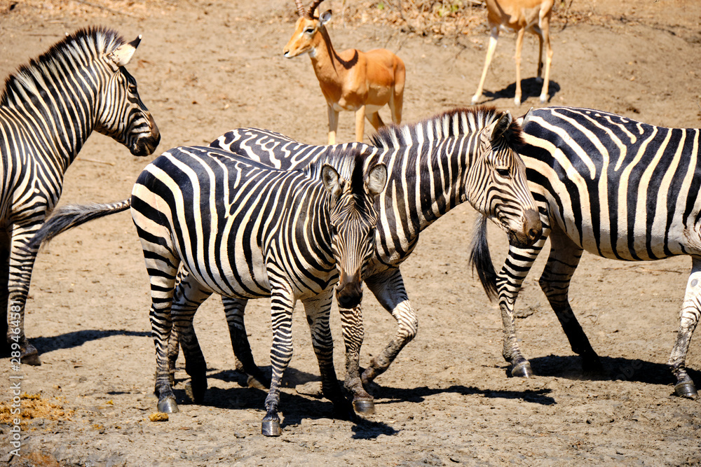 Zebras in Mana Pools National Park, Zimbabwe Zebras in Mana Pools National Park, Zimbabwe