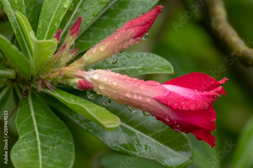 water drops on red flower