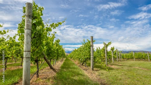 Loop cinemagraph background of Vineyards landscape in the area between Richmond, Cambridge and Hobart in Tasmania, Australia. photo