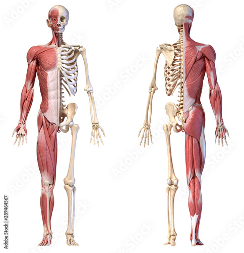 Anatomy of human male muscular and skeletal systems, front and rear views.