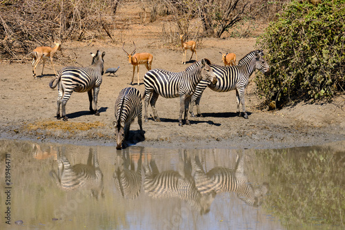 Zebras in Mana Pools National Park  Zimbabwe