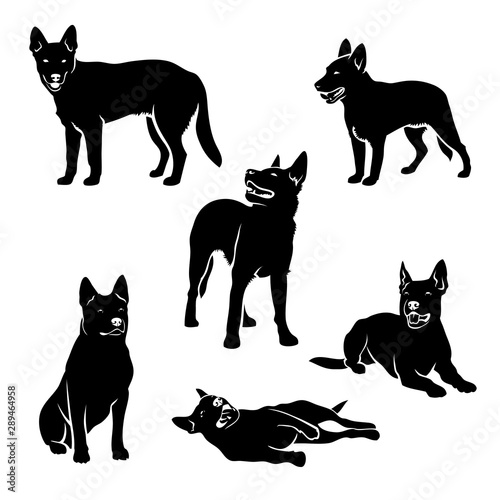 Set of Australian cattle dog silhouettes - vector illustration