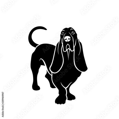 Basset hound dog - isolated vector illustration