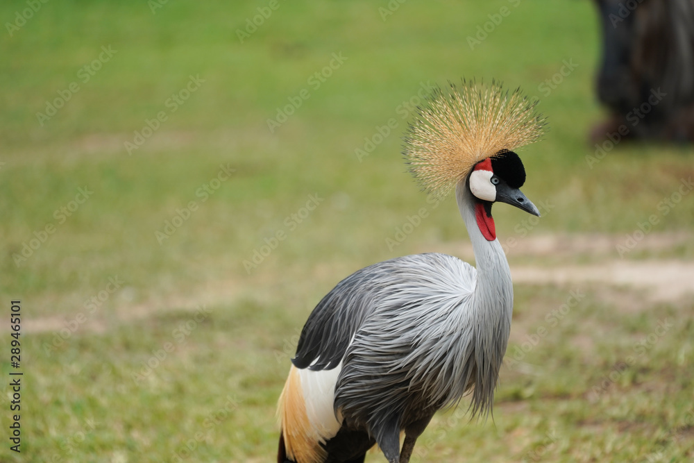 Fototapeta premium grey crowned crane