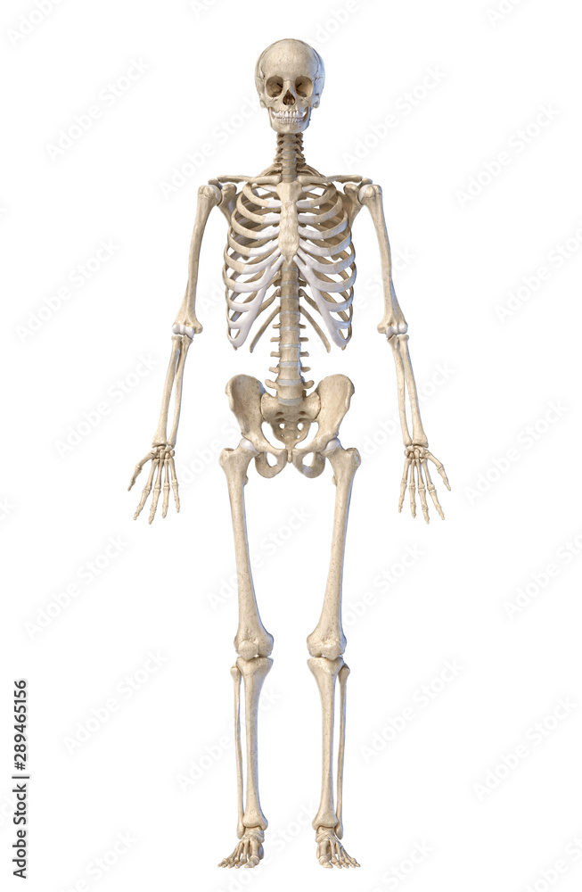 Human skeleton, full figure standing, front view.