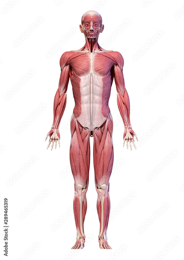 Human body, full figure male muscular system, front view.