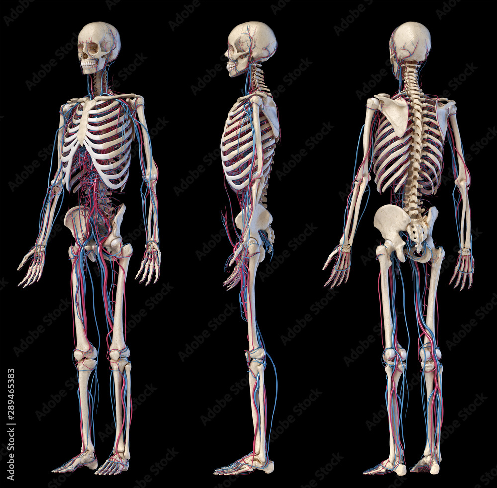 Skeleton Three View Human body anatomy. Skeleton with veins and arteries. Three angles ...