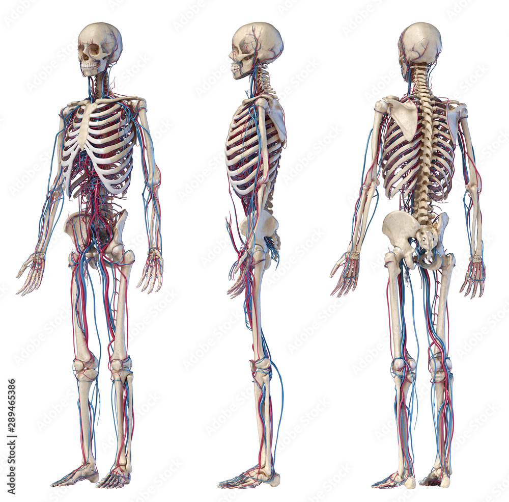 Skeleton Three View Human body anatomy. Skeleton with veins and arteries. Three angles ...