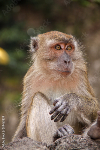 Macaque monkey quitely sitting and looking away. Close-up with blurry background. © Vasily Merkushev