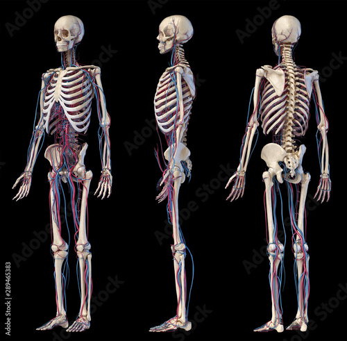 Human body anatomy. Skeleton with veins and arteries. Three angles views. photo