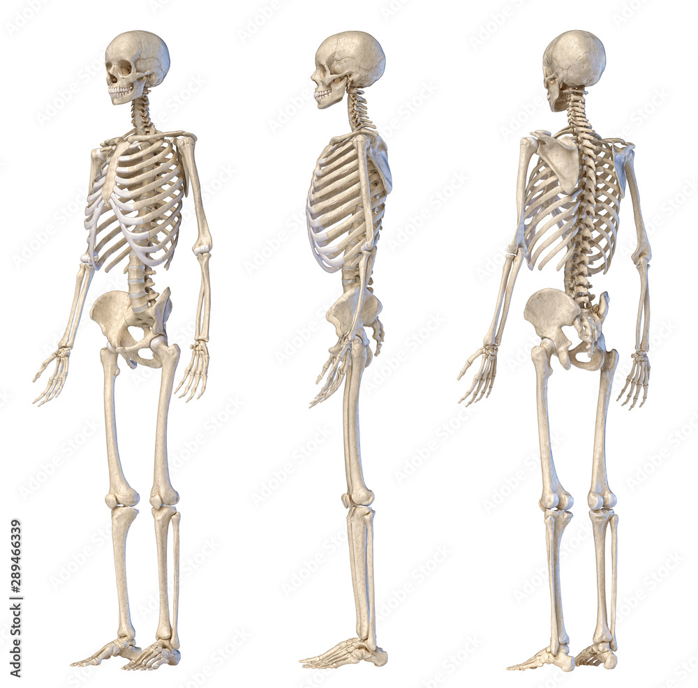 Human male skeleton full figure. Three views.