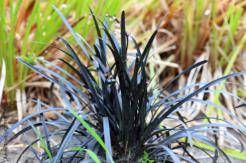 Black mondo grass Ophiopogon planiscapus Nigrescens photo